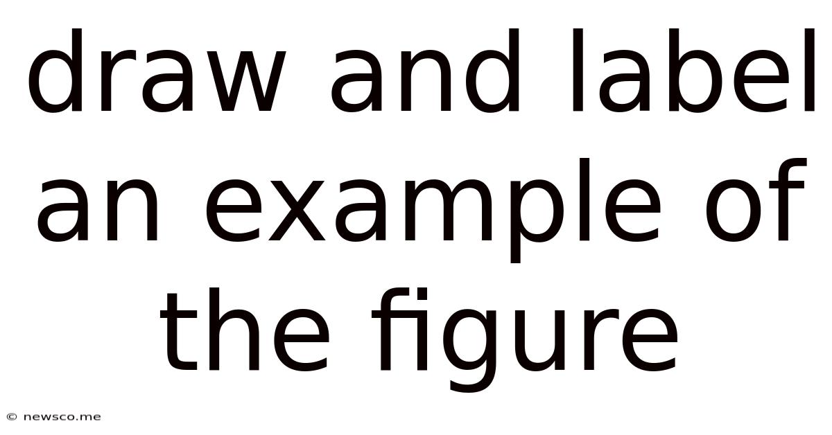 Draw And Label An Example Of The Figure